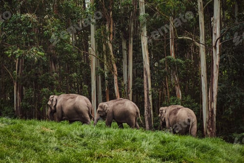 Preview: Elephant family in wild nature walking near the forest