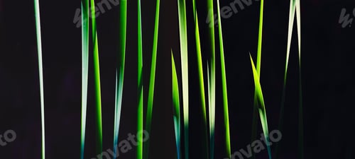 Preview: Light and shadow on green leaf stalks surface of Creeping Burhead aquatic plant on black background