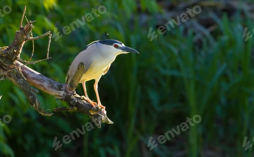 Preview: Black-crowned Night Heron. In the early morning, a bird sits on a thick old dry branch above a pond