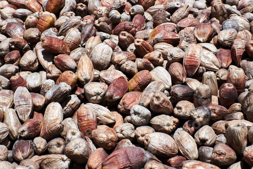 Preview: Full frame texture and background of Old dried coconut shells,