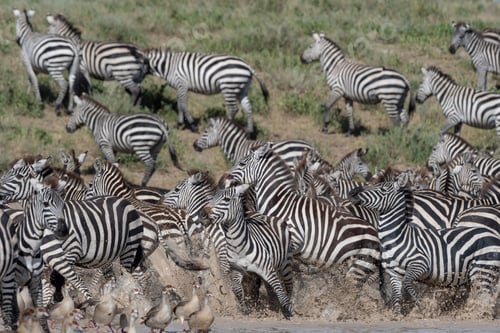 Preview: A bustling herd of zebras crossing a dusty path.