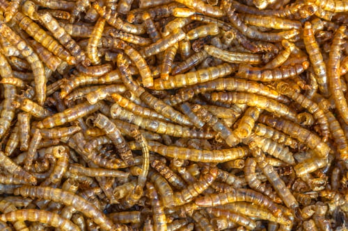 Preview: Dried mealworm background