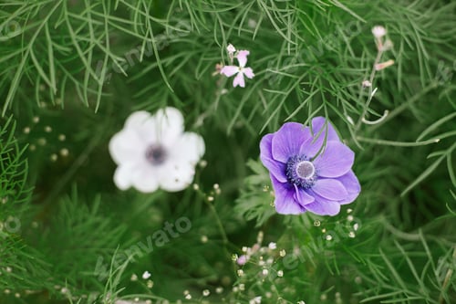 Preview: Beautiful anemones blooming in cottage garden. Close up of white and purple anemone among gypsophila