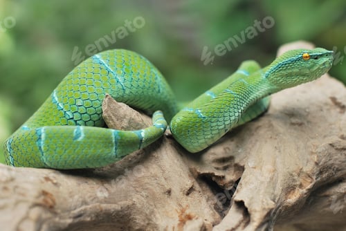Preview: Tropidolaemus subannulatus wagleri viper