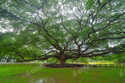 Preview: Green trees in national park garden in summer season. Nature landscape background.