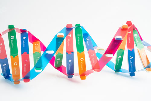 Preview: DNA or Deoxyribonucleic acid is a double helix chains structure