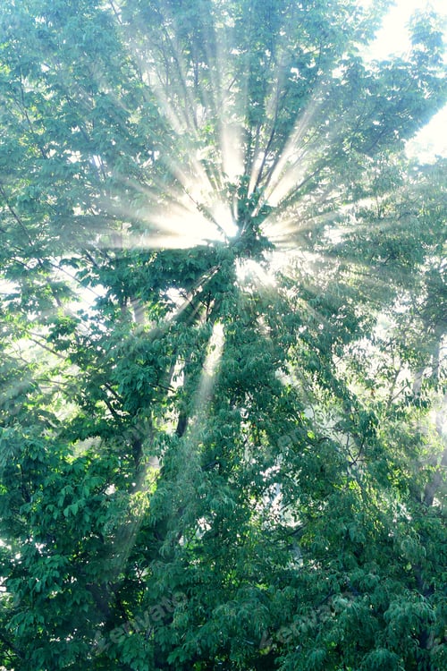 Preview: Morning sunlight streaming through fog and trees as beams of light sunshine, vertical