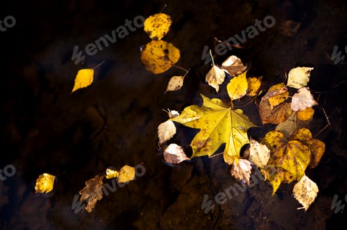 Preview: Orange-yellow autumn leaves float in the dark water in close-up.