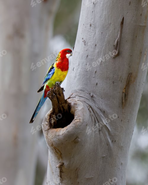 Preview: Eastern Rosella on Eucalyptus Tree