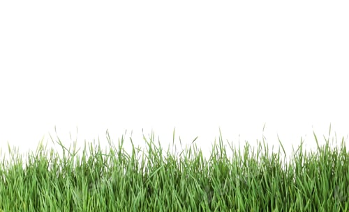 Preview: Beautiful vibrant green grass on white background