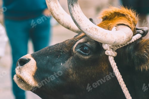 Preview: Portrait of an ox in the traditional festival of Allariz. Festa do Boi. Galicia, Spain.