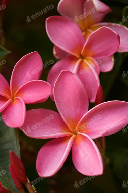 Preview: Pink Plumeria Flowers on the tree in Kauai, Hawaii