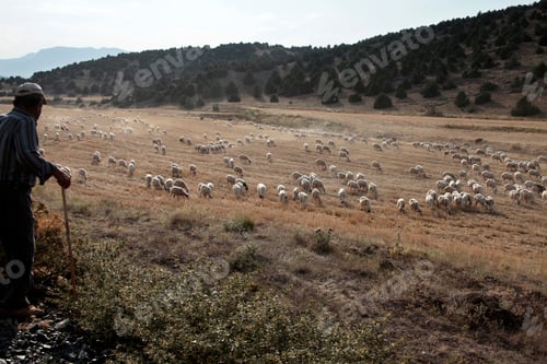 Preview: sheep grazing on the field