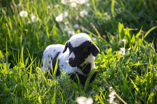 Preview: Beautiful baby lamb in magic light in the meadow