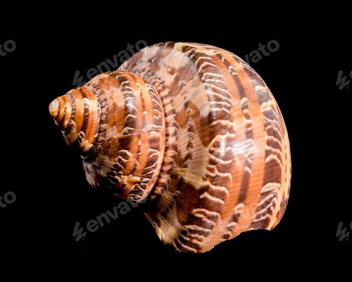Preview: Elegant Tiger Cowrie Conch on Black Background