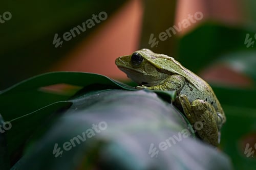 Preview: Closeup of a frog on a green leaf