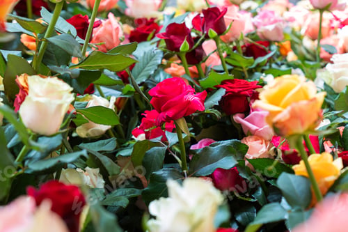 Preview: Different color roses background, shallow depth of field, marriage background
