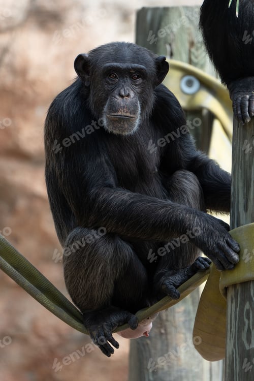 Preview: Vertical shot of a black chimp standing on a rope with a blurry background