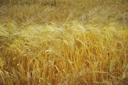 Preview: Danish Nature. Images of Danish nature.