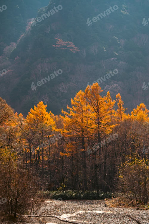 Preview: Earth Day eco concept, tropical forest background, natural forestation preservation scene