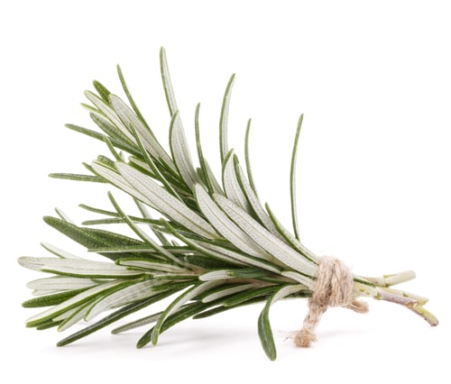 Preview: rosemary herb spice leaves isolated on white background cutout