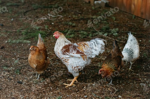 Preview: young rooster
