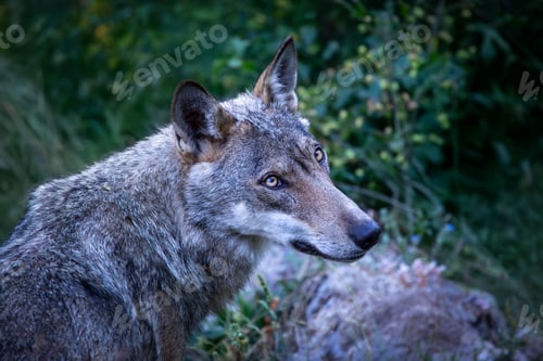 Preview: Canis lupus italicus (subspecies of the gray wolf, Canis lupus).