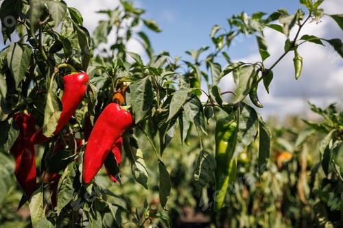 Preview: Fresh ripe red and green peppers growing on a plant in a sunlit agricultural field