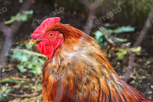 Preview: non-urban outdoors scene of red colored rooster behind a metal net fence