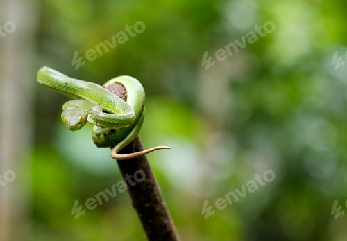 Preview: Green pit viper snake stay on top of timber and look forward on green background with copy space.