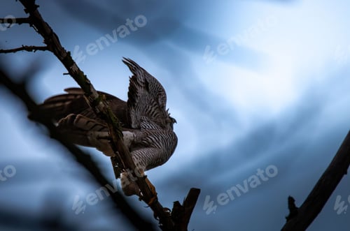Preview: Hawk perched on a branch against a moody sky, showcasing its intricate feather patterns