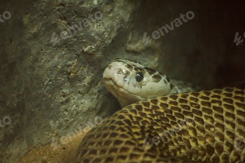 Preview: Snake's eyes are looking at something.