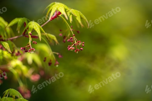 Preview: Close up of tiny pink flowers on a Japanese maple blossoming on a blurry background in spring