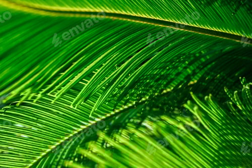Preview: Vivid Green Palm Fronds Close Up