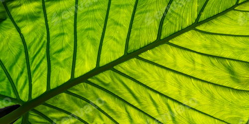 Preview: A leaf is shown in full color, with the veins