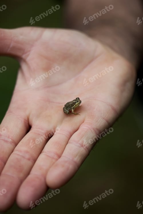 Preview: Frog in a hand