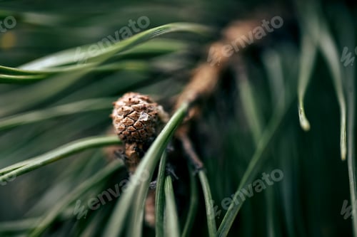 Preview: Closeup of young pine cone and sticky resin shallow focus, nature detail texture