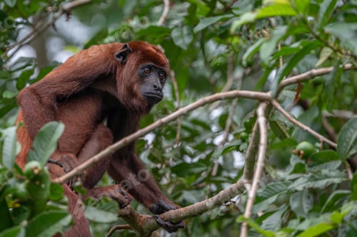 Preview: Howler monkey on a tree branch