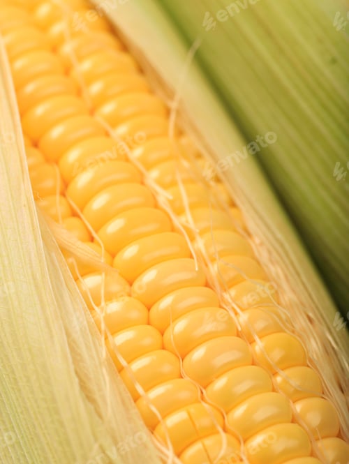 Preview: Fresh Corn