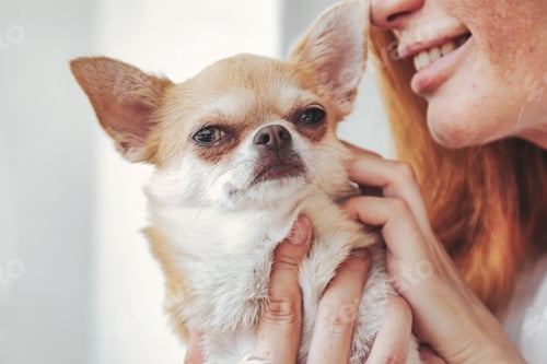 Preview: A young woman with a chihuahua dog indoors