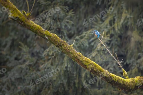 Preview: Kingfisher on Mossy Branch