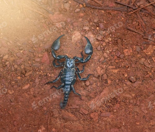 Preview: Approach with caution. High angle shot of a black scorpion in sandy terrain.