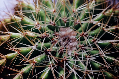 Preview: Close-up of botanical Barrel rounded cactus detailed texture.