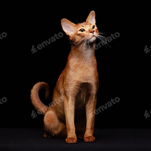 Preview: Portrait of beautiful young abyssinian cat