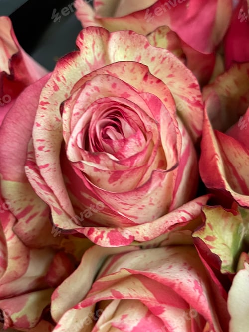 Preview: Roses