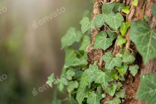 Preview: Ivy on tree in forest with light in background in detail