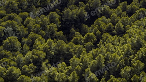 Preview: Aerial view of a forest landscape with lush green nature and trees in daylight