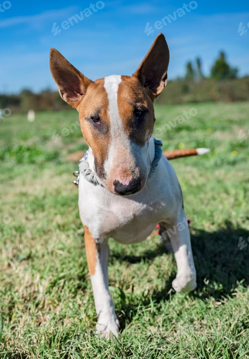 Preview: bull terrier in obedience
