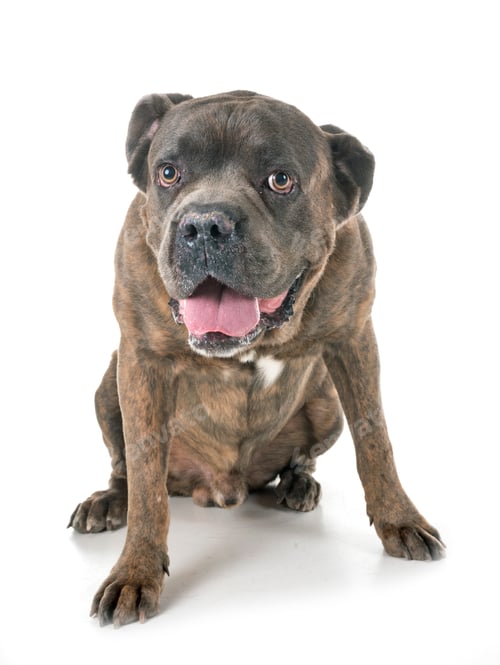 Preview: italian mastiff in studio