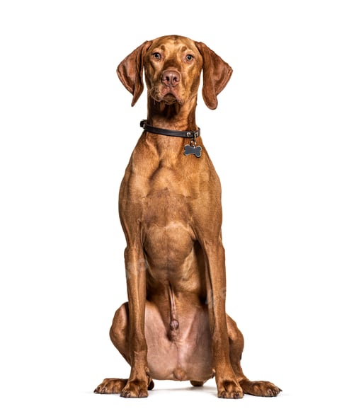 Preview: Vizla Sitting and facing at the camera, isolated on white
